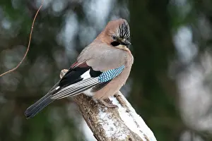 Garrulus Prints: Eurasian jay (Garrulus glandarius) portrait