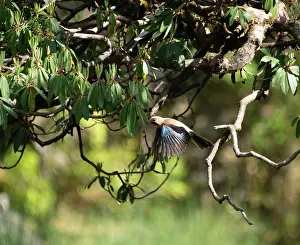 Corvidae Prints: Eurasian jay (Garrulus glandarius) taking flight from branch, Munsiari, Uttarakhand, India