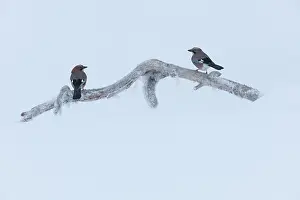 Corvidae Prints: Two Eurasian jays (Garrulus glandarius) perched on icy branch
