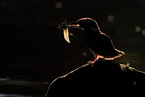 Tadpole Prints: Eurasian kingfisher (Alcedo atthis) male