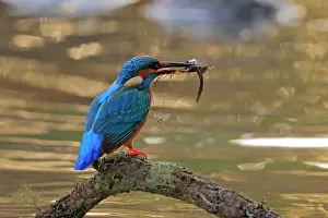 Tadpole Prints: Eurasian kingfisher (Alcedo atthis) male