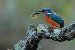 Alcedinidae Prints: Eurasian kingfisher (Alcedo atthis) male