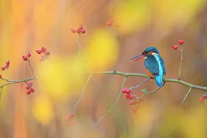 Eurasian kingfisher (Alcedo atthis) perched on branch in autumn, Sierra de Grazalema Natural Park, southern Spain. November
