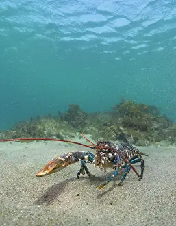 Antennae Prints: Eurasian lobster (Homarus gammarus) walking over sandy seabed