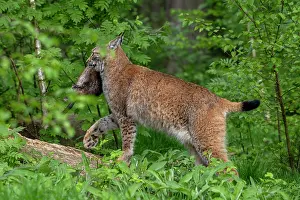 Captive Prints: Eurasian lynx (Lynx lynx) carrying Muskrat (Ondatra zibethicus) prey in mouth in forest