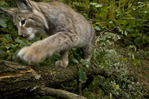 Eurasian lynx (Lynx lynx) climbing tree, Black Forest, Baden-Wurttemberg, Germany