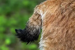 Captive Prints: Eurasian lynx (Lynx lynx) close-up of tail with black tip and fur, Germany. June. Captive