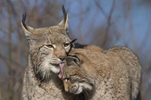 Images Dated 23rd August 2021: Eurasian lynx (Lynx lynx) grooming its kitten, aged eight months