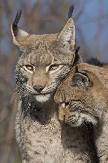 February 2022 Highlights Collection: Eurasian lynx (Lynx lynx) kitten, aged eight months, nuzzling its mother