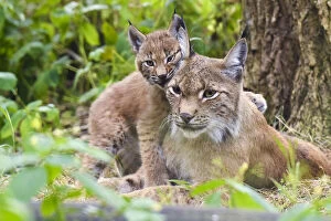 Images Dated 23rd August 2021: Eurasian lynx (Lynx lynx) kitten, aged six weeks, showing affection towards its mother