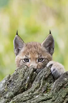 Images Dated 23rd August 2021: Eurasian lynx (Lynx lynx) kitten, aged six weeks, hiding behind tree stump