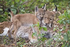 Images Dated 23rd August 2021: Eurasian lynx (Lynx lynx) kitten, aged eight weeks, cuddling with its mother