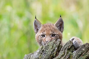 Images Dated 23rd August 2021: Eurasian lynx (Lynx lynx) kitten, aged six weeks, hiding behind tree stump