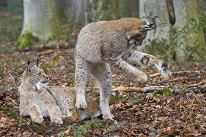 Images Dated 23rd August 2021: Two Eurasian lynx (Lynx lynx) kittens, aged eight months, one lying down