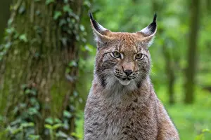 Captive Prints: Eurasian lynx (Lynx lynx) portrait in forest, Germany. April. Captive
