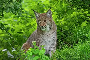 Captive Prints: Eurasian lynx (Lynx lynx) resting in thicket of forest, Germany. April. Captive
