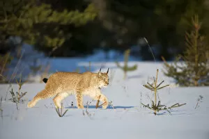 2018 November Highlights Gallery: Eurasian lynx (Lynx lynx) walking in snow, Yaroslavl, Central Federal District, Russia