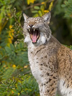 2020 May Highlights Gallery: Eurasian lynx (Lynx lynx) yawning. Captive