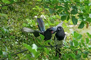 Two Eurasian magpie (Pica pica) juveniles perched on a branch, one begging its sibling for food, Northumberland, England, UK. July