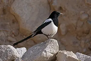 Ladakh Prints: Eurasian magpie (Pica pica) perched on a rock, Ulley, Ladakh, India