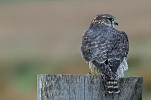 Rear View Prints: Eurasian merlin (Falco columbarius aesalon) female perched on wooden fence post along grassland in late winter