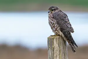 Falcon Prints: Eurasian merlin (Falco columbarius aesalon) female perched on wooden fence post in late winter