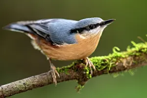 Eurasian nuthatch (Sitta europaea) perched on branch, Lucerne, Switzerland. October