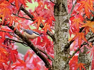 Saxifragales Prints: Eurasian nuthatch (Sitta europaea) perched in Sweetgum (Liquidambar styraciflua) tree