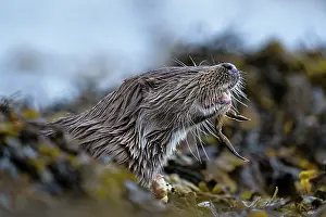 Seaweed Prints: Eurasian otter (Lutra lutra) feeding on crab prey among kelp