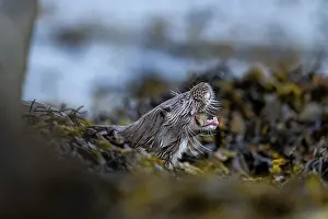 Seaweed Prints: Eurasian otter (Lutra lutra) feeding on crab prey among kelp