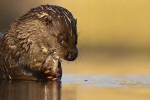 June 2022 Highlights Prints: Eurasian otter (Lutra lutra) feeding on fish in shallow water