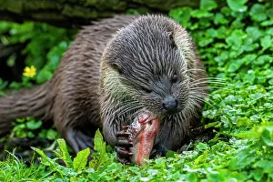 Captive Prints: Eurasian otter (Lutra lutra) feeding on freshwater fish caught from lake