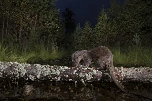 Eurasian otter (Lutra lutra) feeding whilst on log in woodland burn, Glenfeshie, Cairngorms