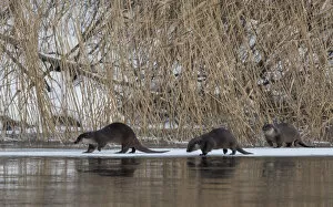Eurasian otter (Lutra lutra), female and two young ones, Finland, January