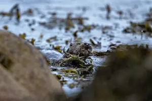 Fishing Prints: Eurasian otter (Lutra lutra) fishing for crab prey