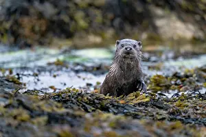 Seaweed Prints: Eurasian otter (Lutra lutra) foraging for food among kelp