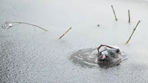 Frozen Prints: Eurasian otter (Lutra lutra) peeping through the ice slush on water surface