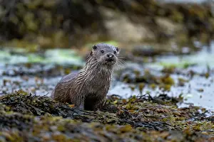 Mustelid Prints: Eurasian otter (Lutra lutra) resting on kelp covered rocks