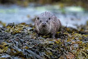 Mustelid Prints: Eurasian otter (Lutra lutra) resting on kelp covered rocks