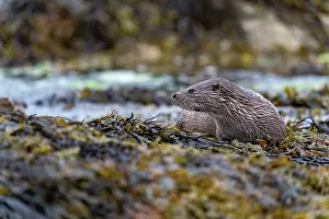 Eurasian otter (Lutra lutra) resting on kelp covered rocks, Hillswick, Shetland Islands, Scotland, UK. June