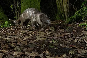 Flash Prints: Eurasian otter (Lutra lutra) shaking its fur dry after coming out of the water