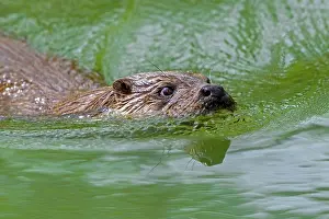 Captive Prints: Eurasian otter (Lutra lutra) swimming in stream, Germany. April. Captive
