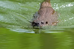 Captive Prints: Eurasian otter (Lutra lutra) swimming in stream, Germany. April. Captive