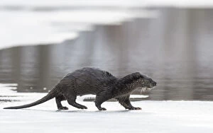 Lutra Lutra Gallery: Eurasian otter (Lutra lutra) walking over partly frozen lake, Finland. March