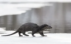Eurasian otter (Lutra lutra) walking over partly frozen lake, Finland. March