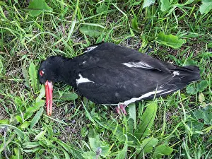 Oystercatcher Prints: Eurasian oystercatcher (Haematopus ostralegus) dying at roadside after being struck by a vehicle