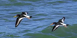 Oystercatcher Prints: Two Eurasian oystercatcher (Haematopus ostralegus) flying along the North Sea coast in winter