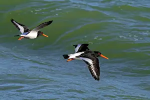 Oystercatcher Prints: Two Eurasian oystercatcher (Haematopus ostralegus) flying along the North Sea coast in winter