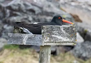 Incubating Prints: Eurasian oystercatcher (Haematopus ostralegus) incubating eggs in a man-made nesting tray