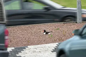 Eurasian oystercatcher (Haematopus ostralegus) nesting on a road island surrounded by passing traffic, Orkney Islands, Scotland, UK. June